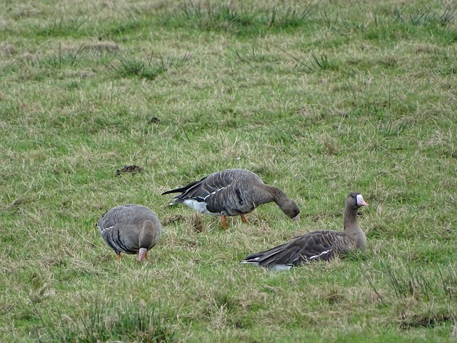 面夺金不仅 面夺金不仅